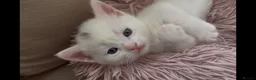 Munchkin cats for sale: Cutie Pies Munchkin 🤗 - Advert 1