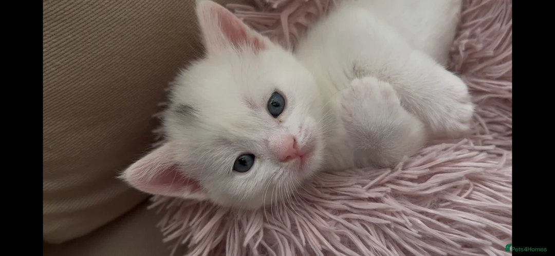Munchkin cats for sale: Cutie Pies Munchkin 🤗 - Advert 1