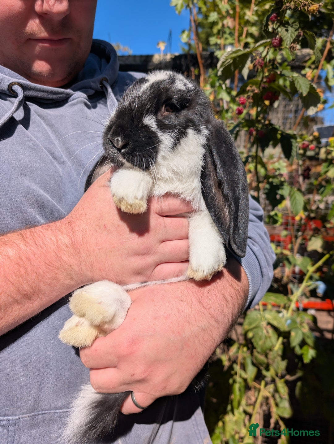 French Lop rabbits for sale: Beautiful French lops  - Image 6