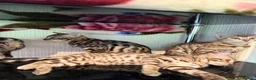 Bengal cats for sale: TICA, GCCF Champion Bloodline Bengal Kittens in London - Advert 15