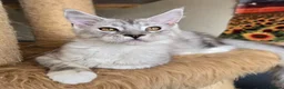 Maine Coon cats for sale: Ready now Silver with white Maine Coon kittens - Advert 36