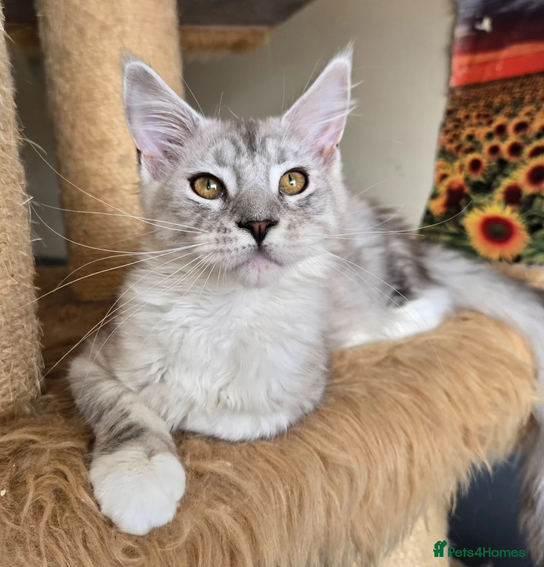 Maine Coon cats for sale: Ready now Silver with white Maine Coon kittens - Advert 36