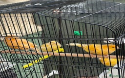 Canaries birds for sale: Canaries for sale mixed  - Advert 2