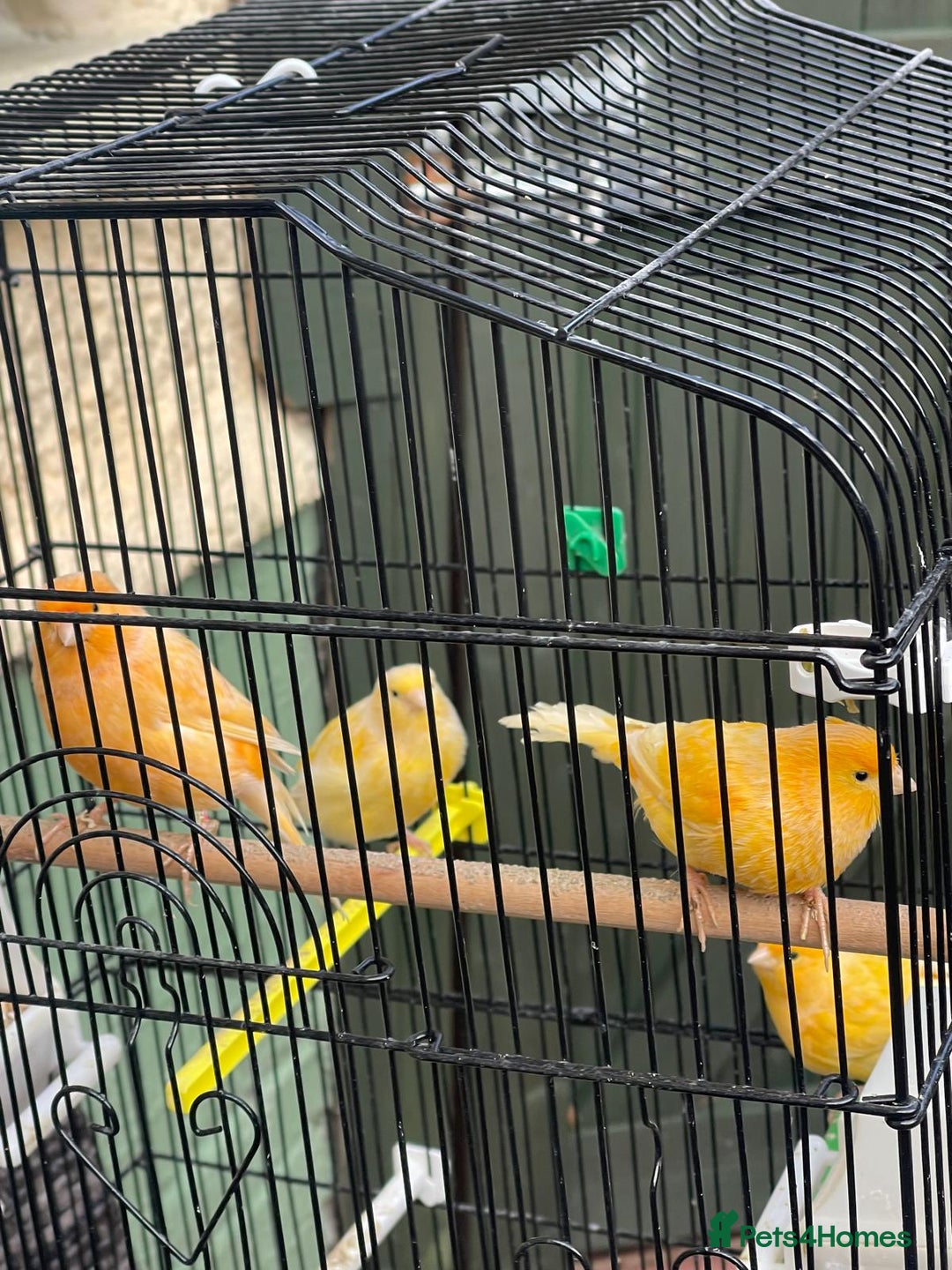 Canaries birds for sale: Canaries for sale mixed  - Advert 2