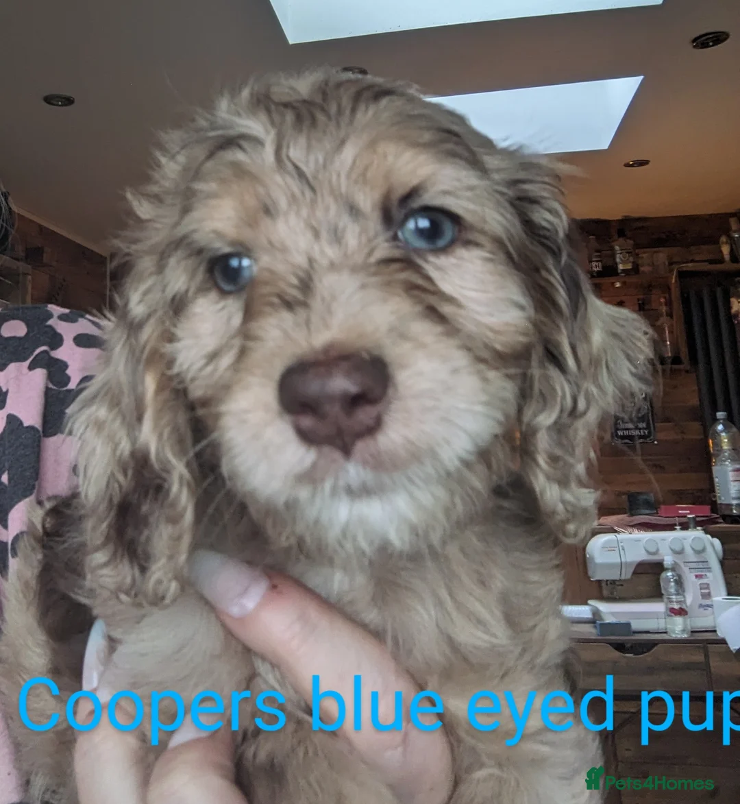 Miniature Poodle dogs for stud: Silver blue merle miniature poodle  in Canterbury - Advert 5