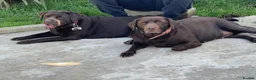 Labrador Retriever dogs for sale: ✨beautiful chunky pedigree Labradors✨ - Advert 5