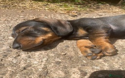 Dachshund dogs for sale: KC standard wire haired dachshund puppies (teckel) in Tiverton - Image 29