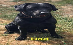 Labrador Retriever dogs for sale: 1 X Black Labrador Male  - Image 3