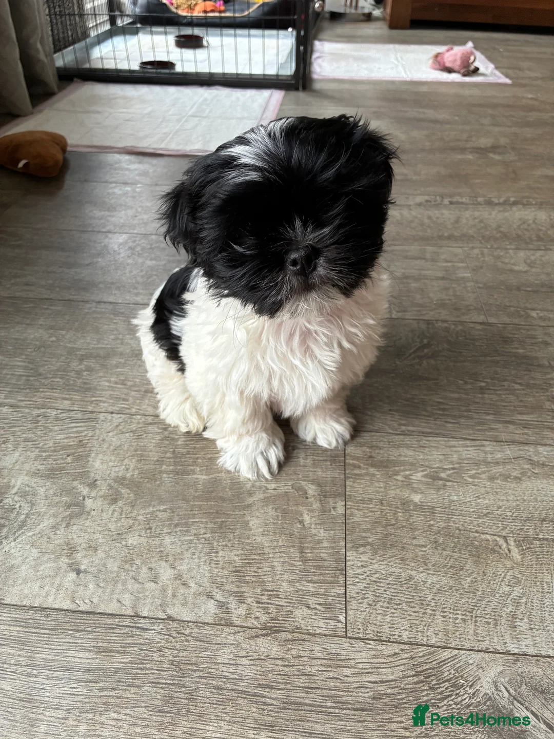 Malshi dogs for sale: Malshi pups - Advert 13