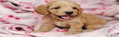 Cockapoo 4