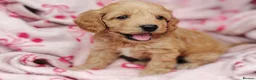 Cockapoo dogs for sale: Miniature cockapoo puppies  - Advert 18