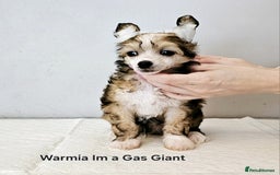 Chinese Crested dogs for sale: Last powder puff boy available  - Image 26