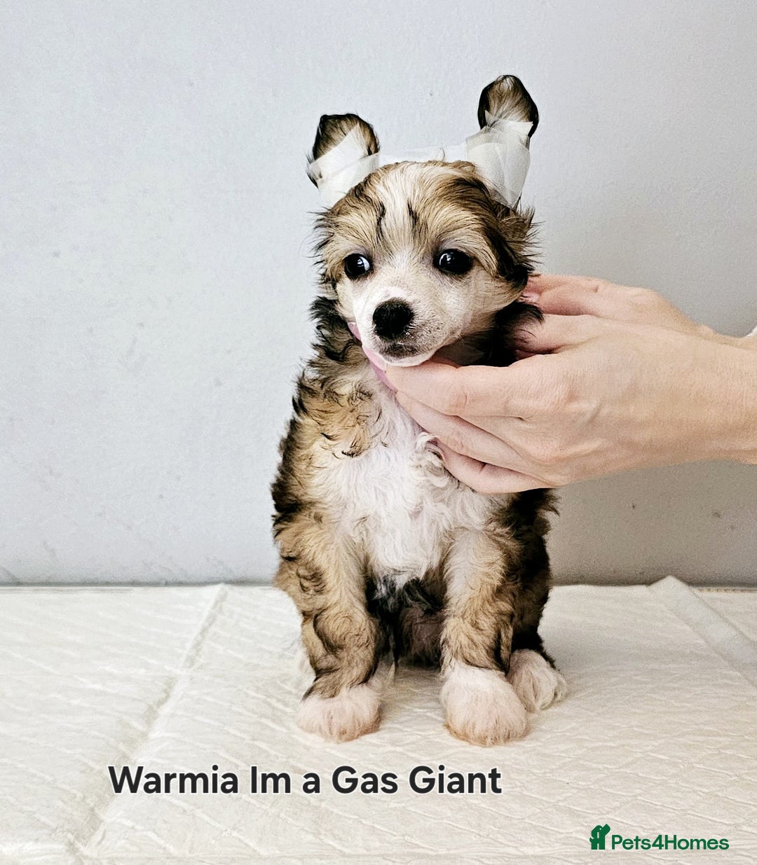 Chinese Crested dogs for sale: Last powder puff boy available  - Image 26