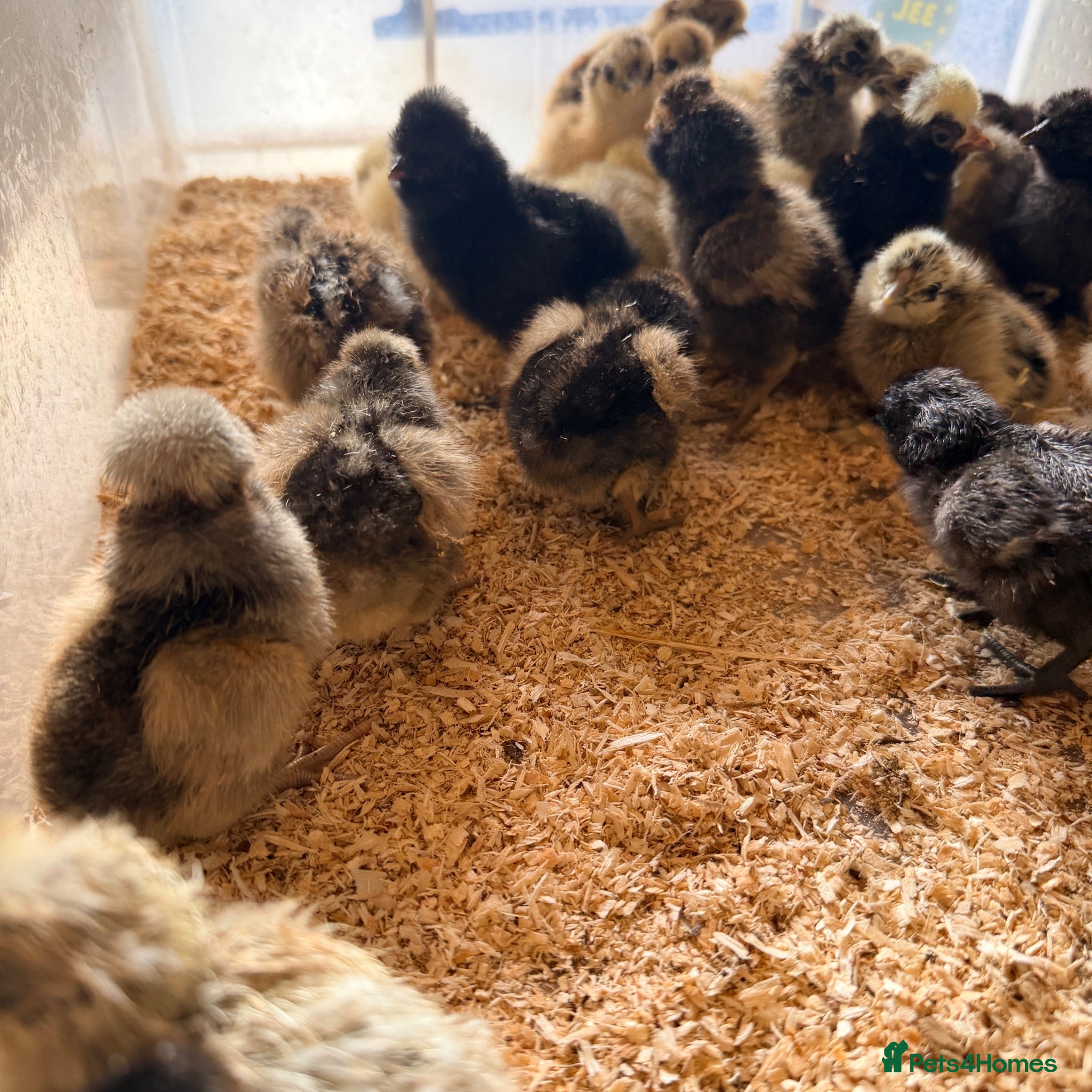 Chickens poultry Silkies & polish chicks  - Advert 2
