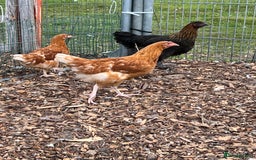 Chickens poultry for sale: Various young hens for sale  in King's Lynn - Image 5