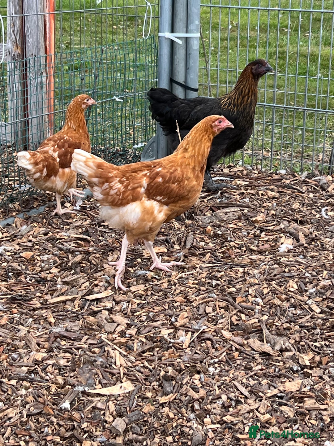 Chickens poultry for sale: Various young hens for sale  in King's Lynn - Image 5