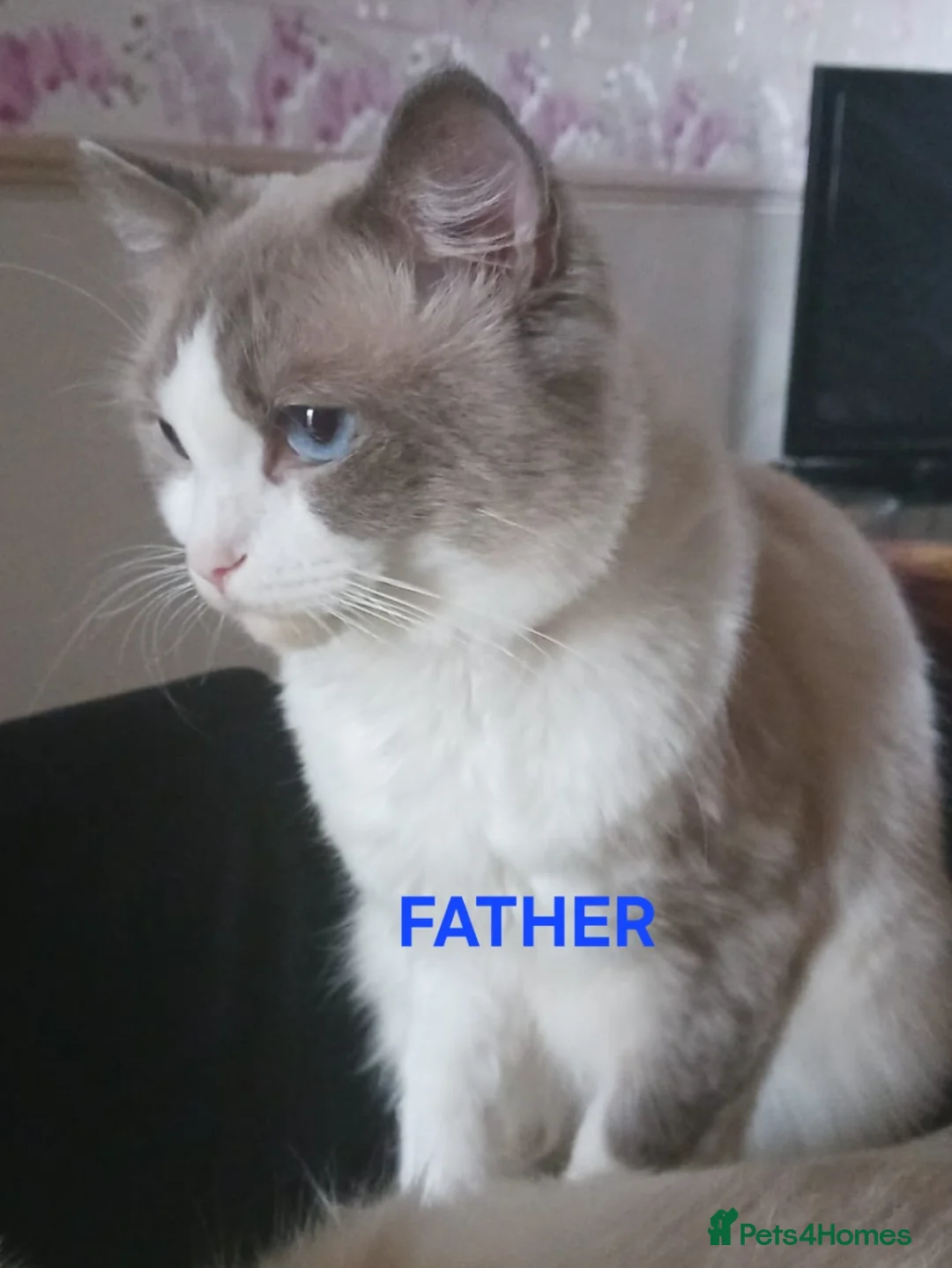 Ragdoll cats for sale: CUTE BLUE, LILAC BICOLOUR RAGDOLL KITTENS  - Advert 18