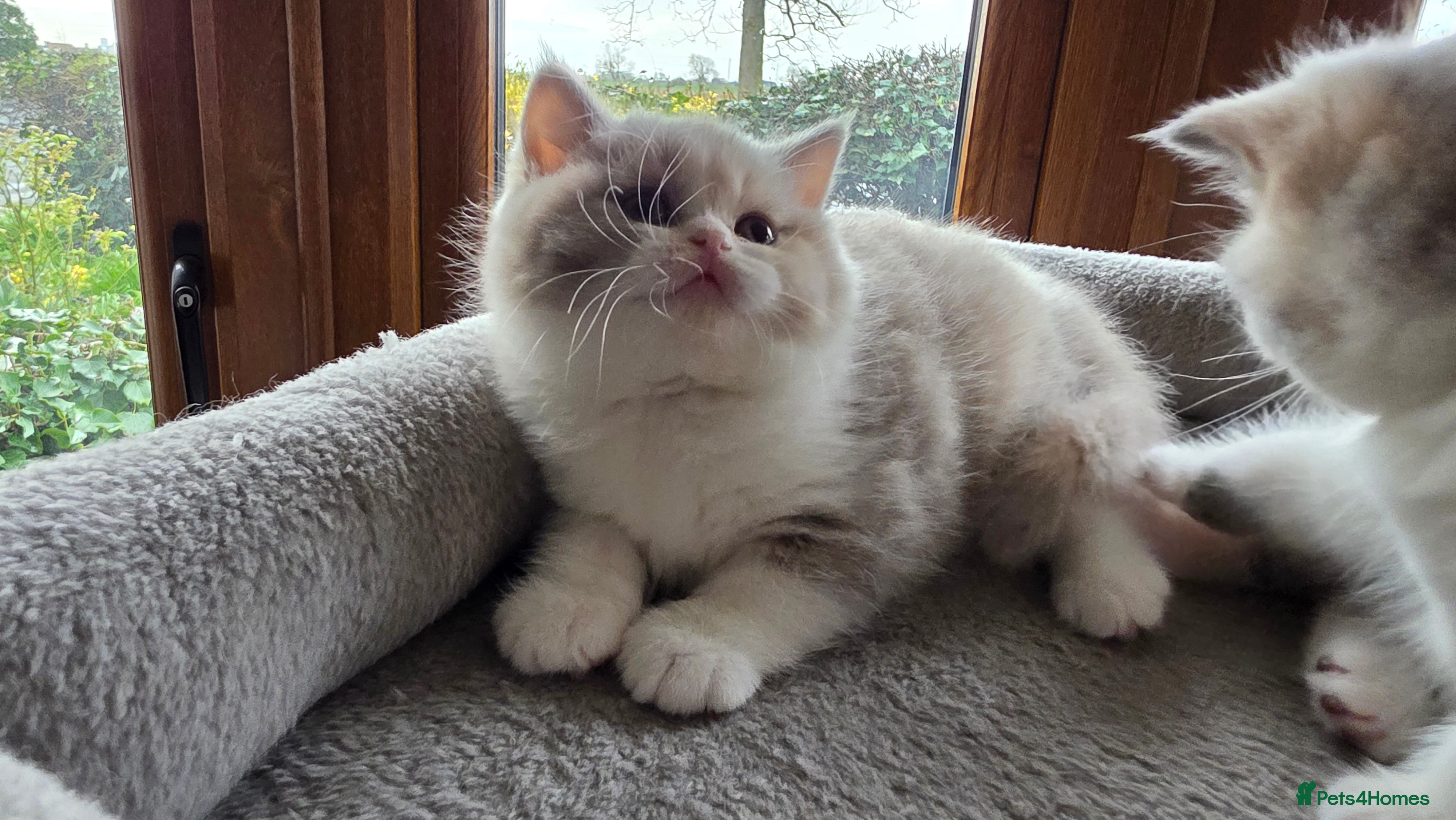British Shorthair cats British Shorthair & Longhair Pedigree RegKittens   - Advert 14