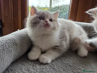 British Shorthair cats British Shorthair & Longhair Pedigree RegKittens - Advert 14