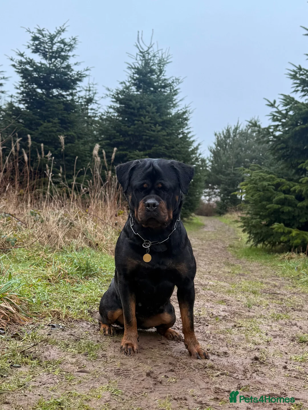 Rottweiler dogs for sale: Expecting Rottweiler pups - ready end of May  - Advert 10