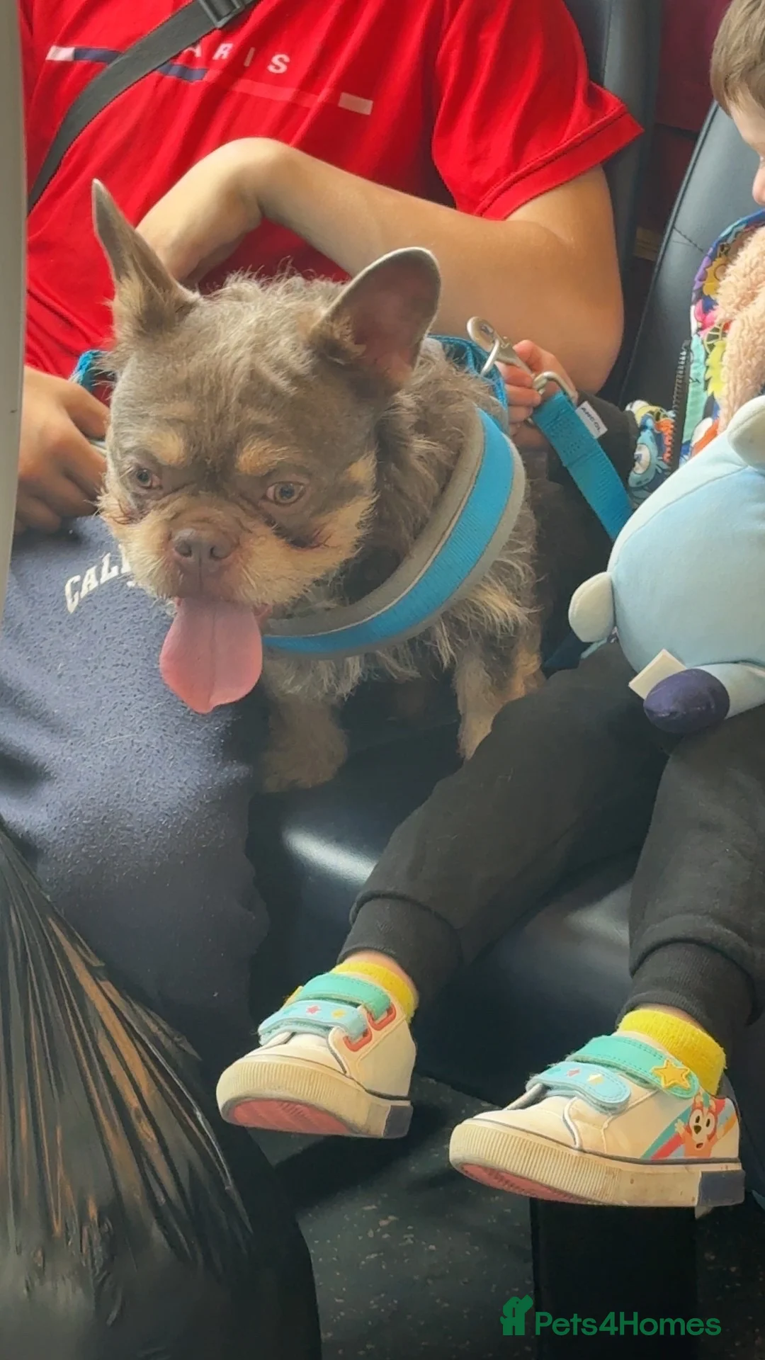 French Bulldog dogs for stud: Tank the stud  in Huddersfield - Advert 2