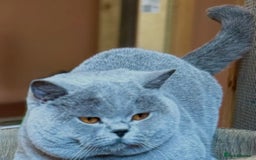 British Shorthair cats for sale: Outstanding PURE BSH kitten - Image 6