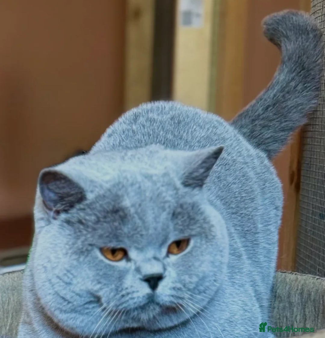 British Shorthair cats for sale: Outstanding PURE BSH kitten - Image 6