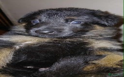 German Shepherd dogs for sale: Adorable German Shepherd Puppies  - Image 8