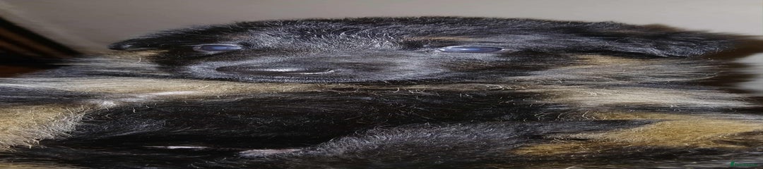 German Shepherd Puppy 3