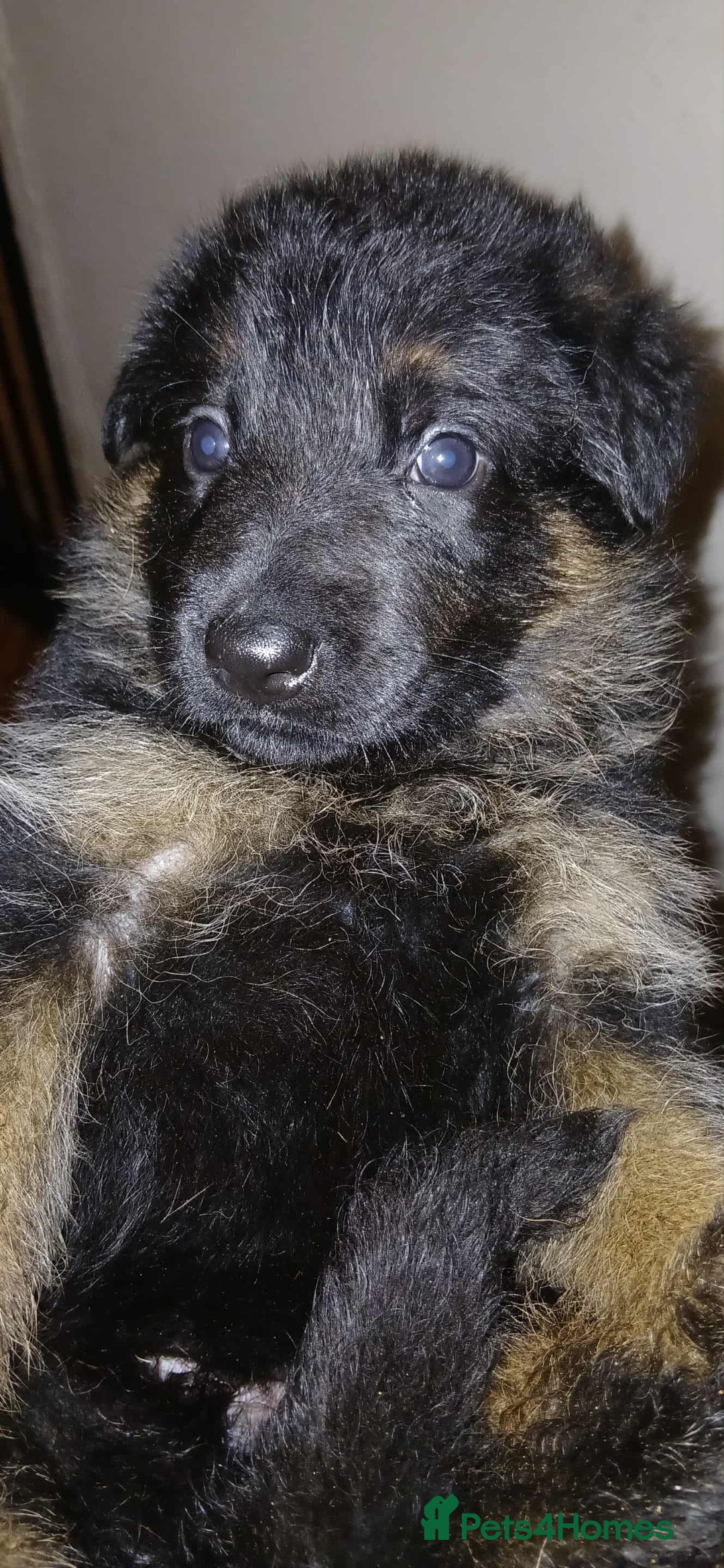 German Shepherd dogs for sale: Adorable German Shepherd Puppies  - Image 8