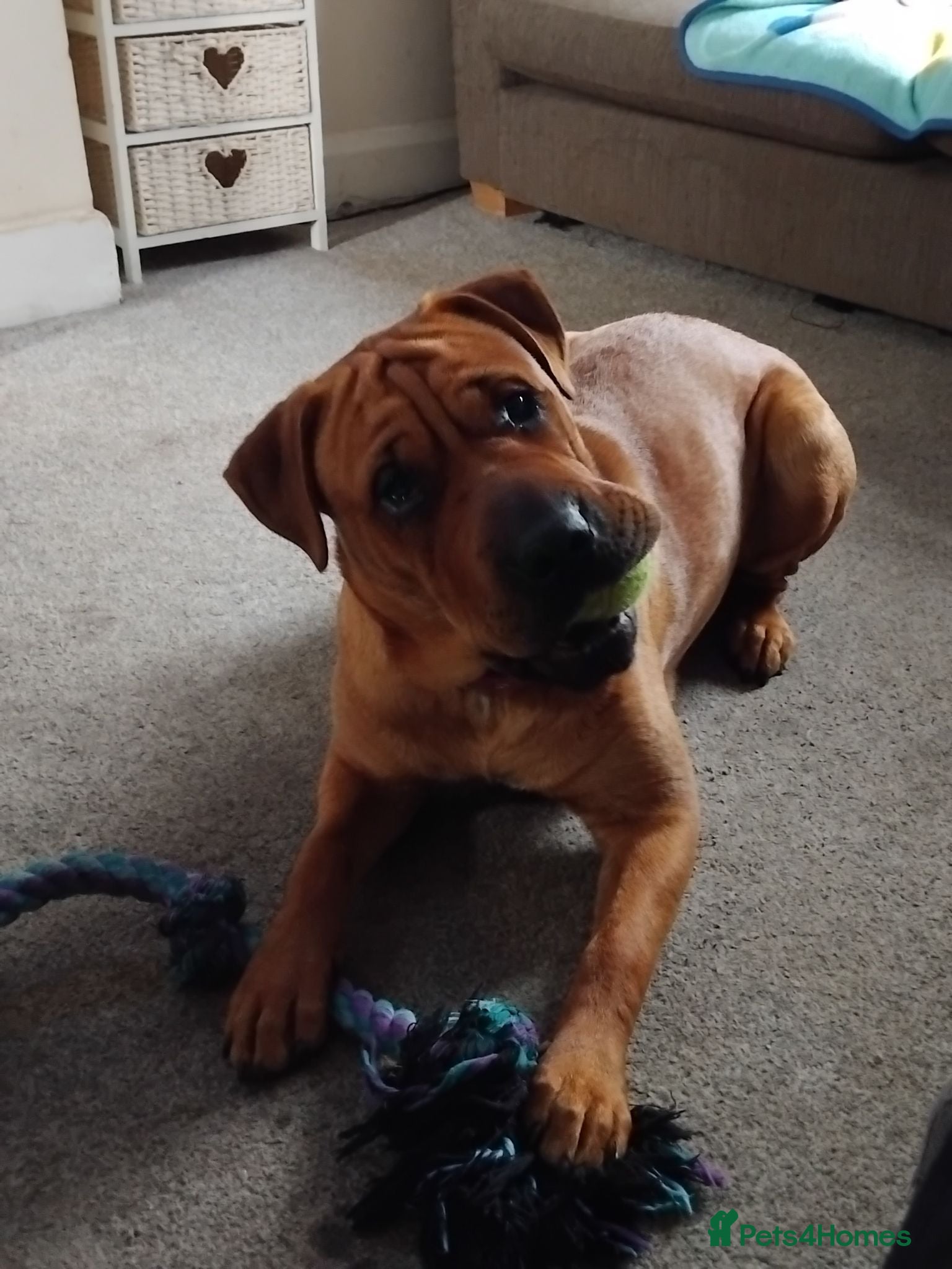 Mixed Breed dogs Sharpai x rottweiler  - Advert 2