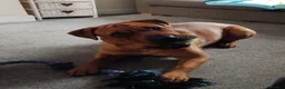 Mixed Breed dogs for sale: Sharpai x rottweiler  in Biggleswade - Advert 1