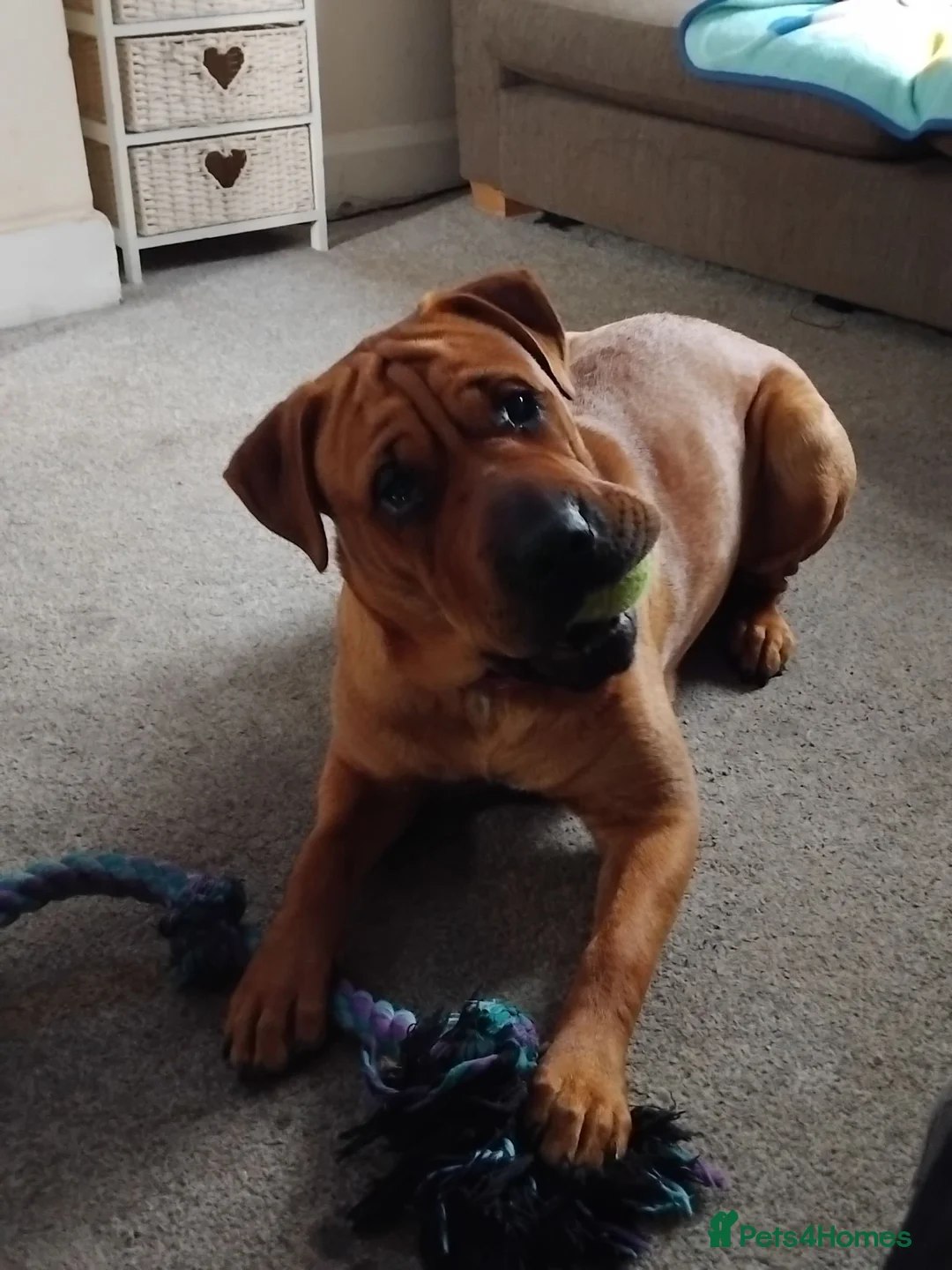 Mixed Breed dogs for sale: Sharpai x rottweiler  in Biggleswade - Advert 1
