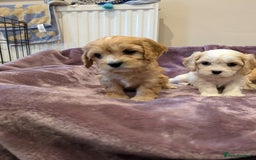 Cavachon dogs for sale: 8 Beautiful Cavachons💙💙💙🩷🩷🩷🩷🩷 - Image 14