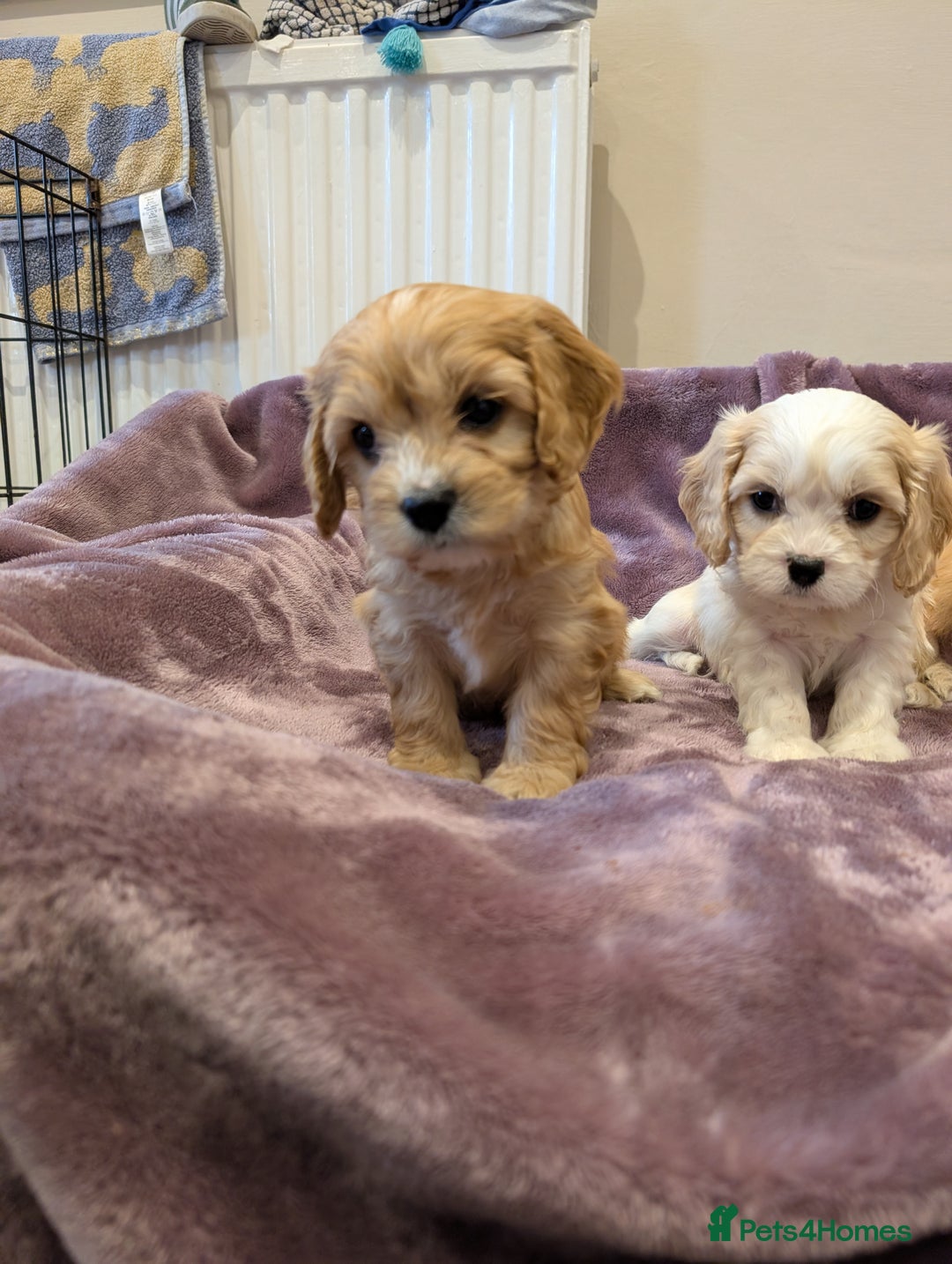Cavachon dogs for sale: 8 Beautiful Cavachons💙💙💙🩷🩷🩷🩷🩷 - Image 14