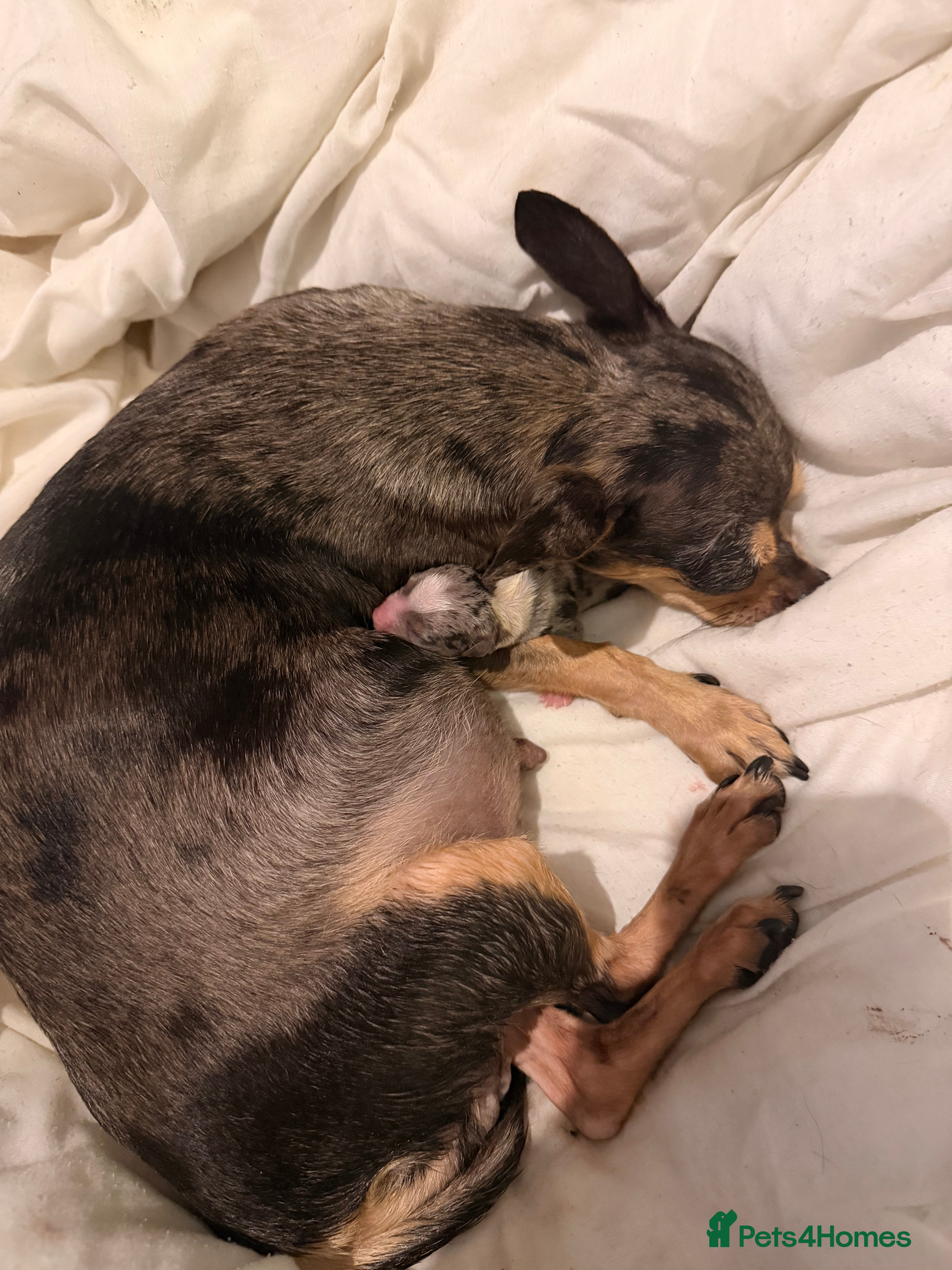 Chihuahua dogs for sale: Two male chihuahua puppies - Advert 2