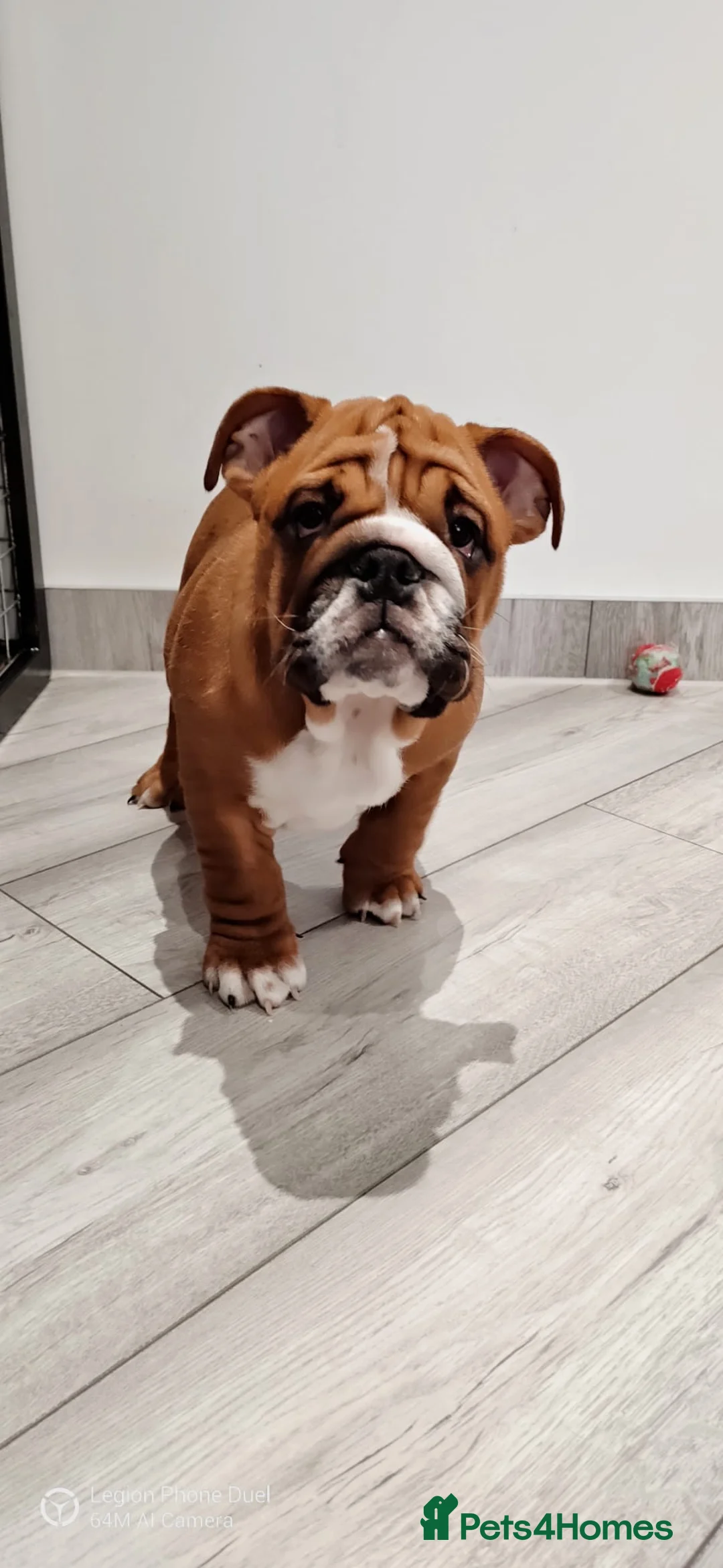 English Bulldog dogs for stud: Our Stunning English Bulldog Carter  in York - Advert 31