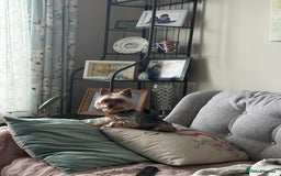 Yorkshire Terrier dogs for stud: Stud dog Yorkie - Advert 9