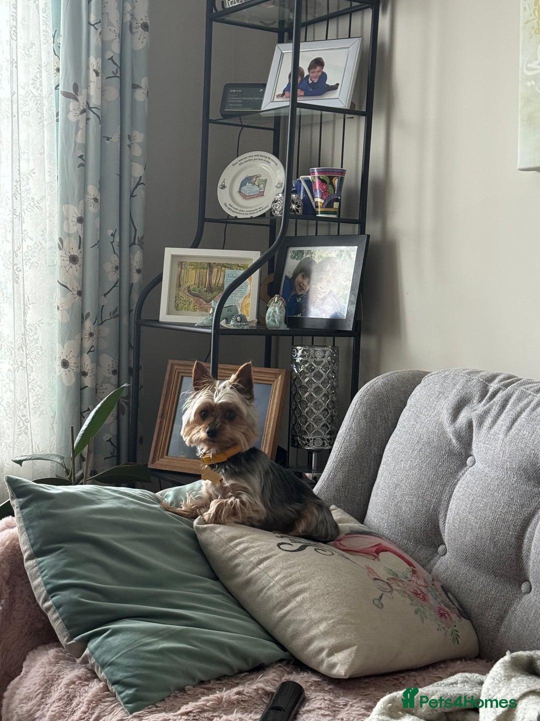 Yorkshire Terrier dogs for stud: Stud dog Yorkie - Advert 9