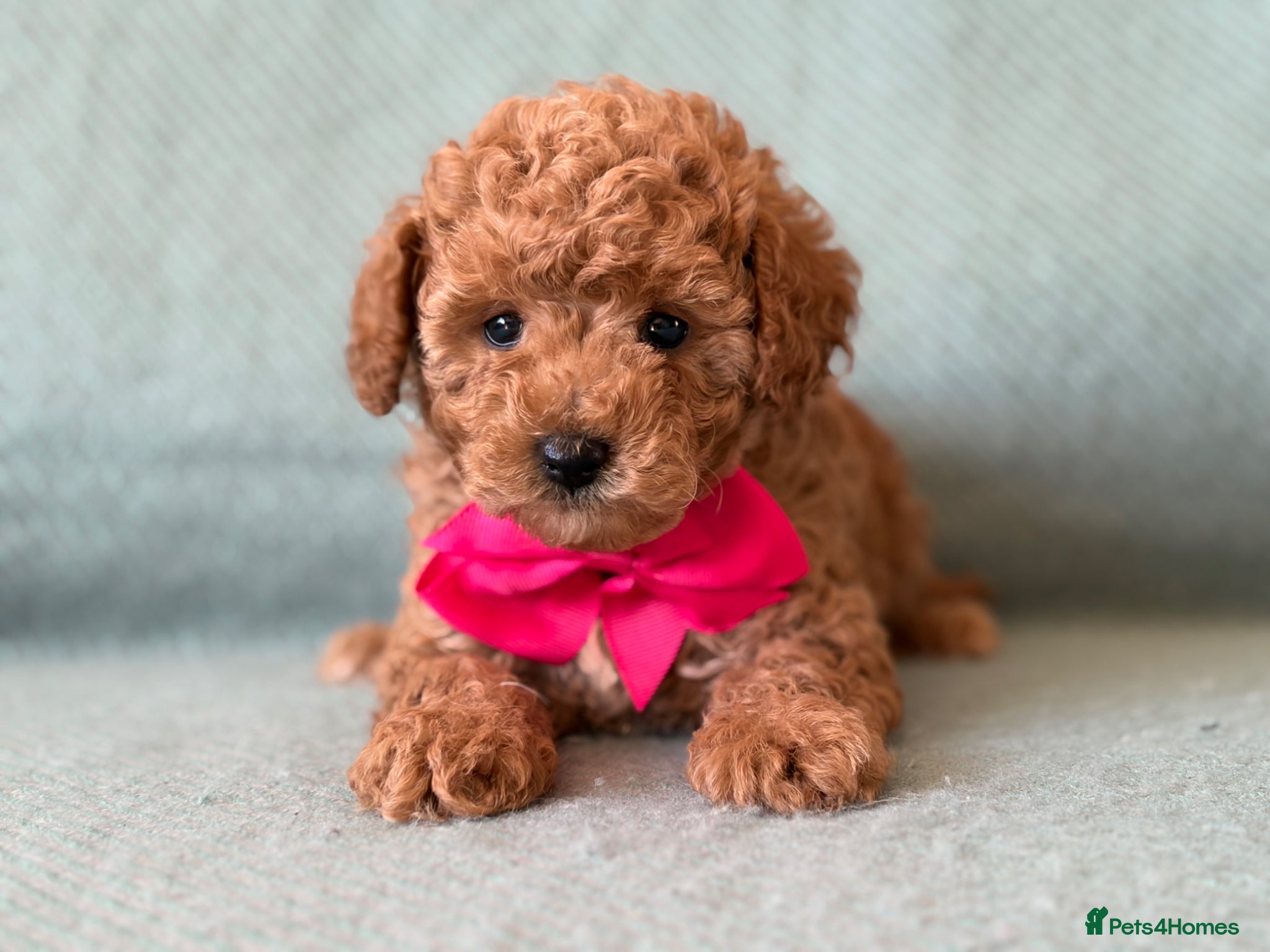 Cockapoo dogs Exquisite toy cockapoo  - Advert 13