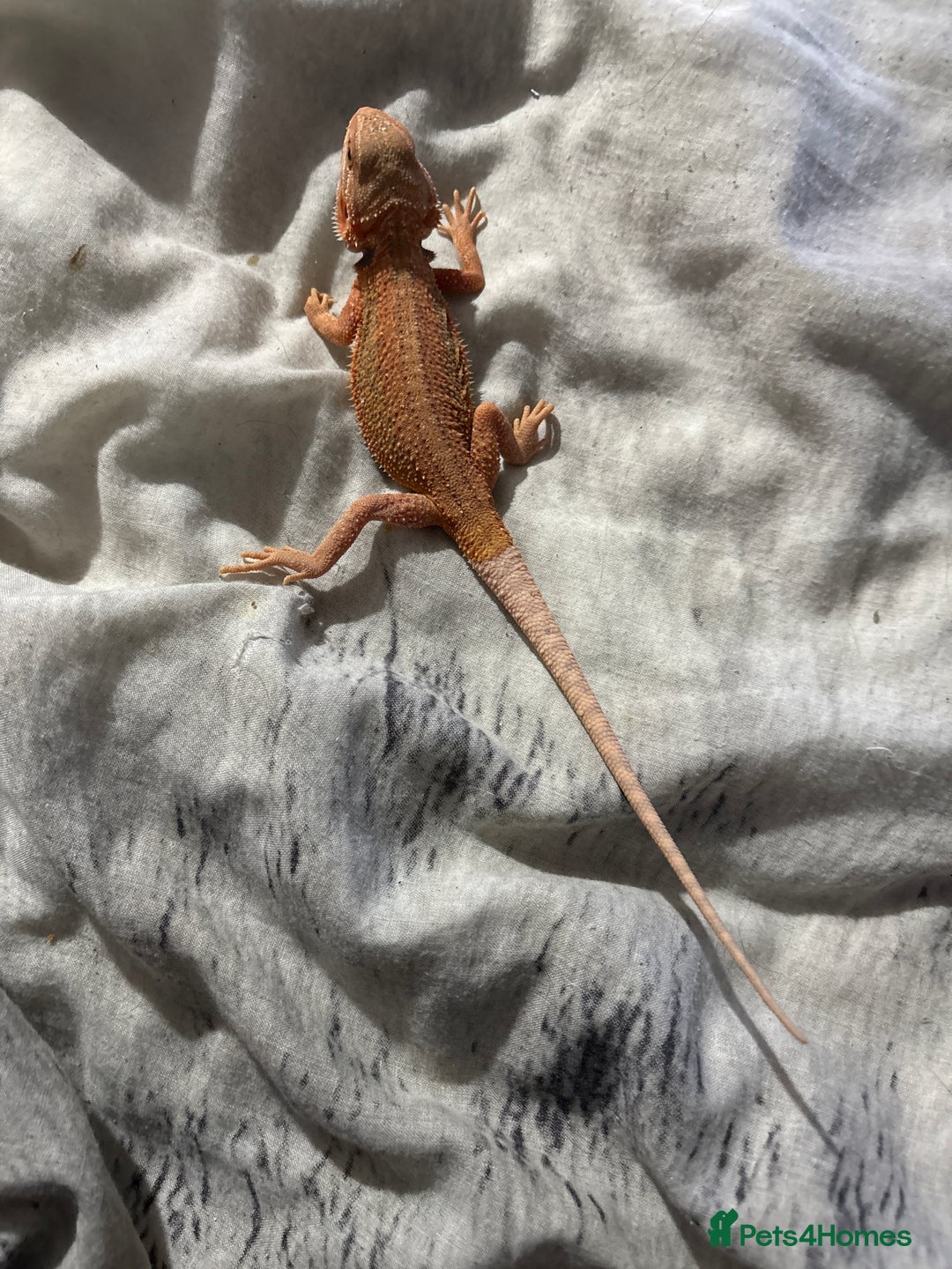 Bearded Dragon reptiles for sale: Baby bearded dragon for sale  - Advert 1