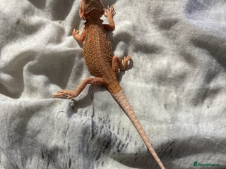 Bearded Dragon reptiles Baby bearded dragon for sale - Advert 1