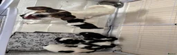 Jack Russell dogs for sale: 8 tradational Jack Russell puppys  - Advert 1