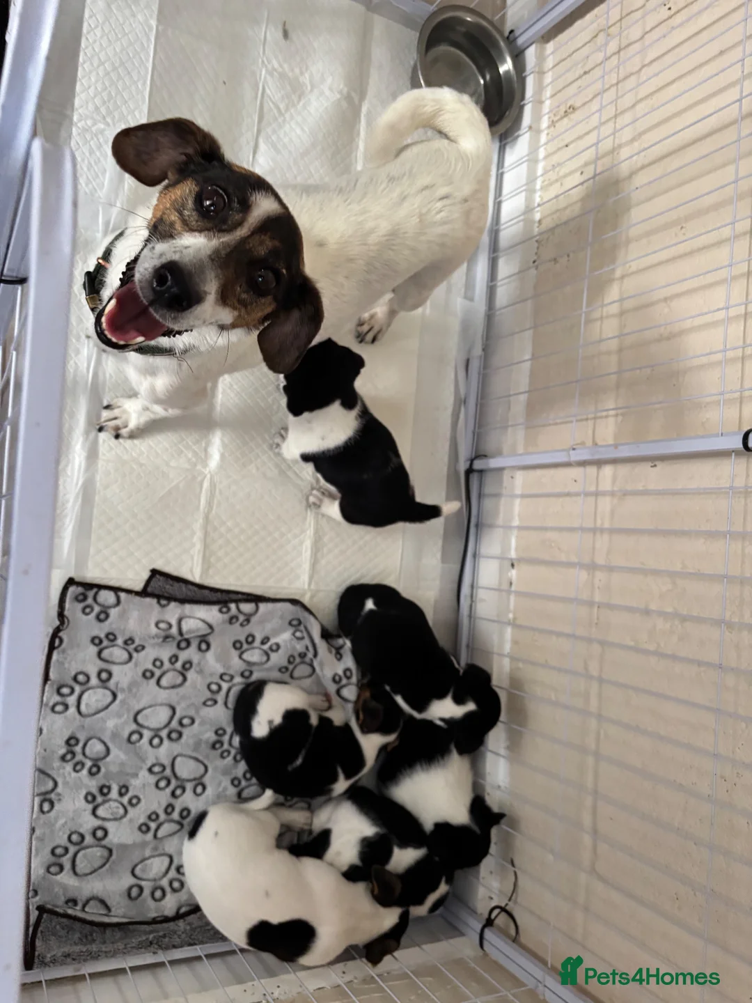 Jack Russell dogs for sale: 8 tradational Jack Russell puppys  - Advert 1