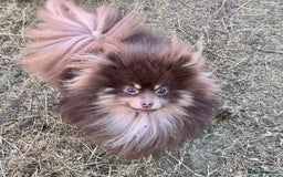 Pomeranian dogs for stud: For stud  in Billingham - Image 3