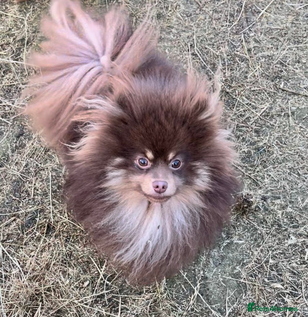 Pomeranian dogs for stud: For stud  in Billingham - Image 3