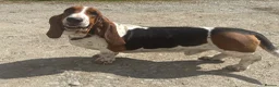 Basset Hound dogs for stud: Stunning Basset Hound for stud in Rhayader - Advert 3