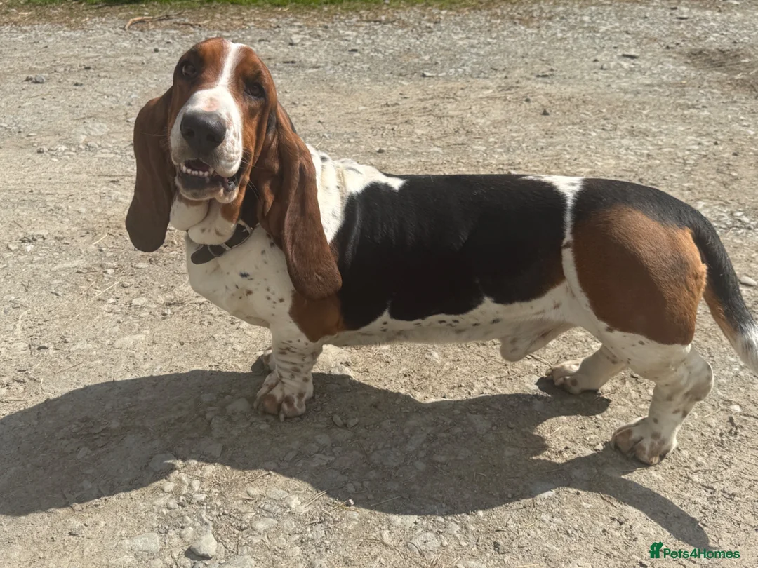 Basset Hound dogs for stud: Stunning Basset Hound for stud in Rhayader - Advert 3