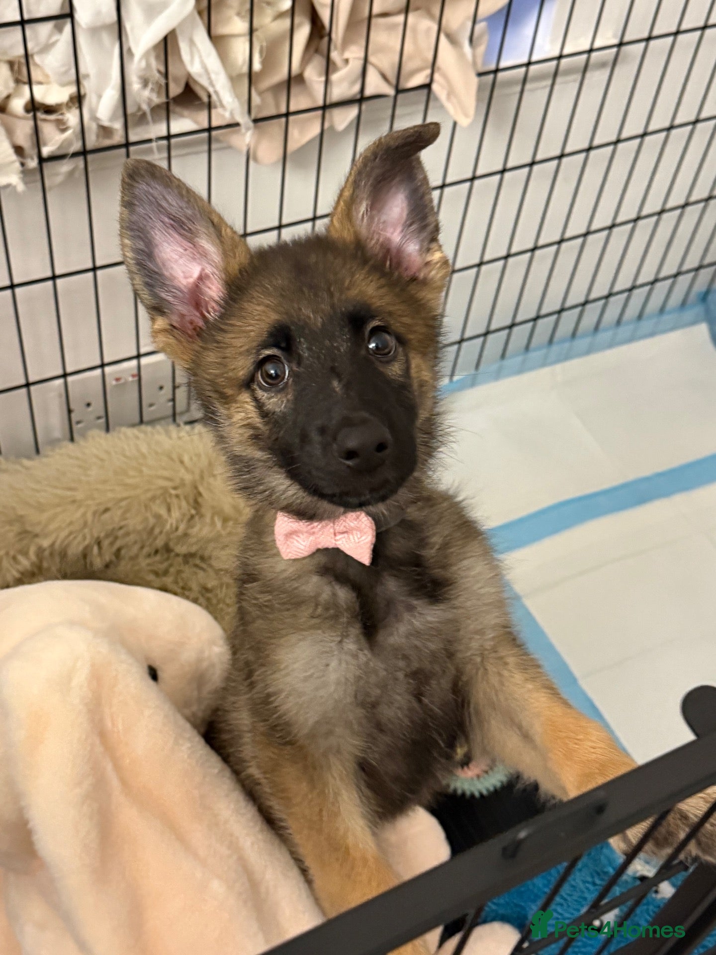German Shepherd dogs German shepherd girl 3 months old - Advert 3