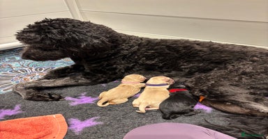 Mixed Breed dogs - Advert 4